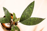 Pinanga crassipes
